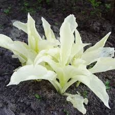 Image result for Hosta White Feather