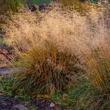 Attēlu rezultāti vaicājumam “Molinia caerulea fruit”
