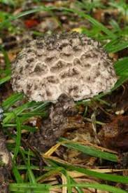 Attēlu rezultāti vaicājumam “Strobilomyces strobilaceus”