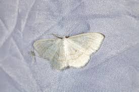 Attēlu rezultāti vaicājumam “Cabera pusaria male”