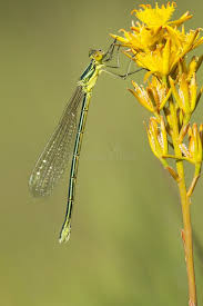 Attēlu rezultāti vaicājumam “Lestes virens female”
