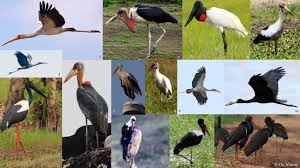 Attēlu rezultāti vaicājumam “Ciconiiformes”