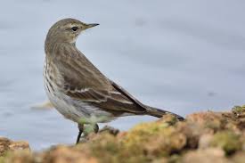 Image result for Anthus spinoletta