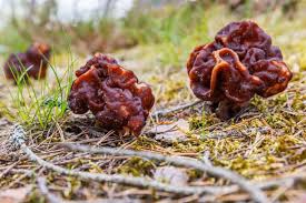 Attēlu rezultāti vaicājumam “Gyromitra esculenta”