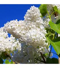 Attēlu rezultāti vaicājumam “Armeria vulgaris bud”