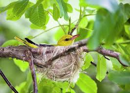 Attēlu rezultāti vaicājumam “Oriolus oriolus female”