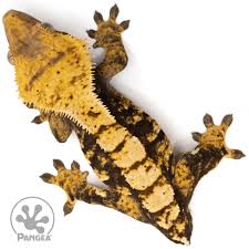 Image result for Harlequin Gc