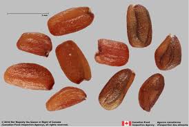 Attēlu rezultāti vaicājumam “Sisymbrium altissimum”
