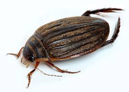 Attēlu rezultāti vaicājumam “Acilius sulcatus”