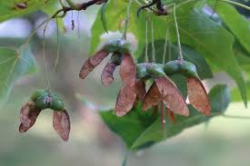 Attēlu rezultāti vaicājumam “Acer saccharinum fruit”