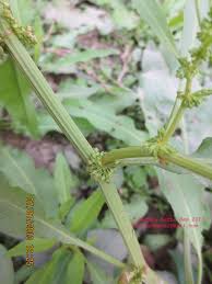Attēlu rezultāti vaicājumam “Rumex maritimus fruit”