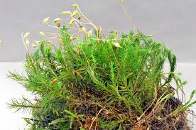 Attēlu rezultāti vaicājumam “Bryum pallens sporophyte”