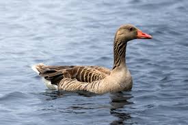 Attēlu rezultāti vaicājumam “Anser anser adult”