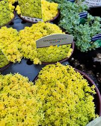 Attēlu rezultāti vaicājumam “Sedum hispanicum leaf”