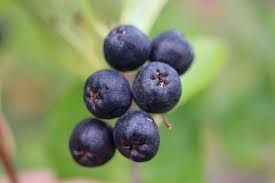 Attēlu rezultāti vaicājumam “Aronia melanocarpa fruit”