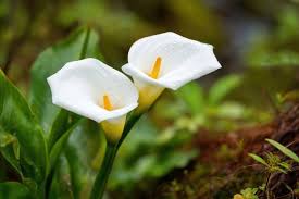 Attēlu rezultāti vaicājumam “Calla palustris leaf”