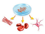 Human milk contains PLURIPOTENT stem cells — Milk Research Community