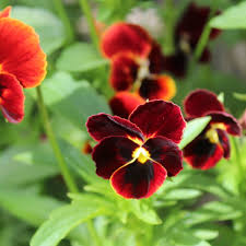 Image result for Hornveilchen