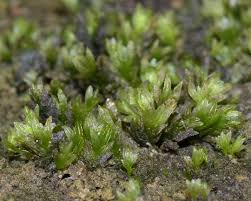 Attēlu rezultāti vaicājumam “Hygroamblystegium humile”