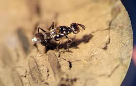 Attēlu rezultāti vaicājumam “Lycogala persicum macro”