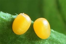 Attēlu rezultāti vaicājumam “Catarhoe cuculata”