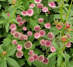 Attēlu rezultāti vaicājumam “Astrantia major”