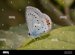 Attēlu rezultāti vaicājumam “Everes argiades underside”