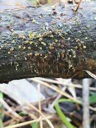 Attēlu rezultāti vaicājumam “Didymium xanthopus spores”