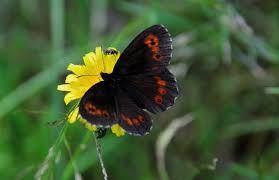 Attēlu rezultāti vaicājumam “Erebia ligea”