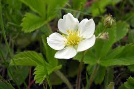 Attēlu rezultāti vaicājumam “Fragaria x ananassa flower”