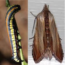 Attēlu rezultāti vaicājumam “Cucullia lucifuga larva”