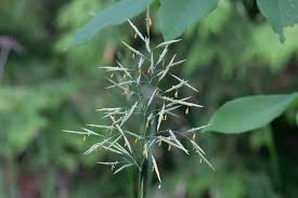 Attēlu rezultāti vaicājumam “Bromopsis inermis leaf”