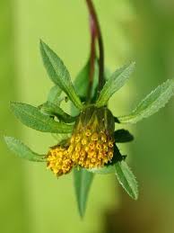 Attēlu rezultāti vaicājumam “Bidens tripartita flower”