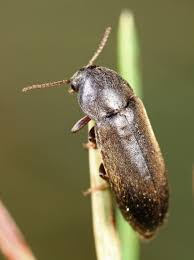 Attēlu rezultāti vaicājumam “Xylita laevigata”