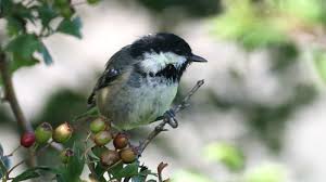 Attēlu rezultāti vaicājumam “Periparus ater”