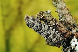 Attēlu rezultāti vaicājumam “Retinia resinella”