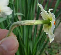 Attēlu rezultāti vaicājumam “Narcissus bud”