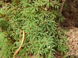 Attēlu rezultāti vaicājumam “Pogonatum dentatum”