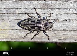 Attēlu rezultāti vaicājumam “Chalcophora mariana”