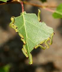 Attēlu rezultāti vaicājumam “Pristiphora maesta larva”