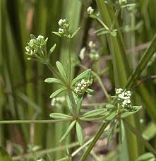 Attēlu rezultāti vaicājumam “Galium trifidum”