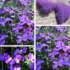 Attēlu rezultāti vaicājumam “Aubrieta deltoidea flower”