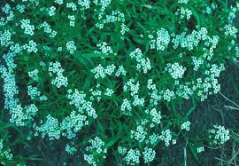 Attēlu rezultāti vaicājumam “Lobularia maritima”