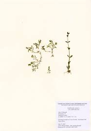 Attēlu rezultāti vaicājumam “Callitriche verna”