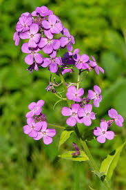 Image result for Hesperis matronalis