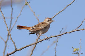 Image result for Cercotrichas galactotes