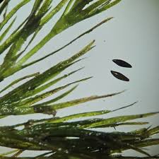 Attēlu rezultāti vaicājumam “Najadaceae”