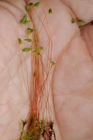 Attēlu rezultāti vaicājumam “Pohlia sphagnicola”