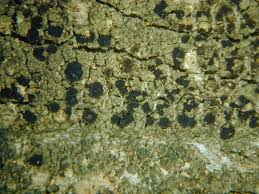 Attēlu rezultāti vaicājumam “Trapeliopsis flexuosa”