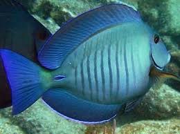 Image result for Acanthurus chirurgus